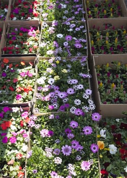 Different types of spring flowers ready for sale