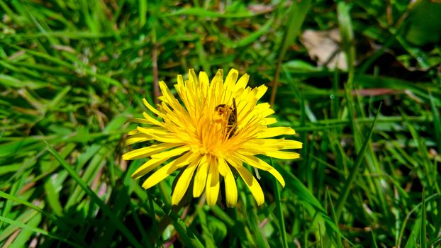 yellow dandelion with bee on the green grass, close-up