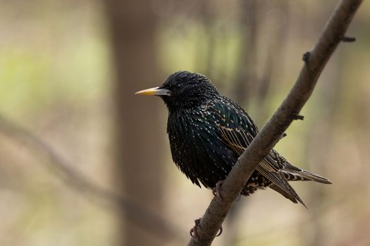 The photo depicts a lone starling on branch