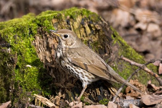 The photograph depicts Mavis at the stump