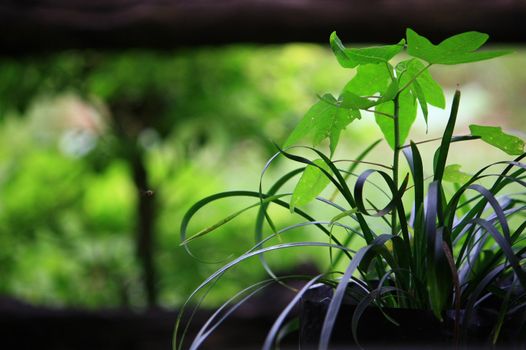 Young papaya tree growing up in the decoration plant pot 