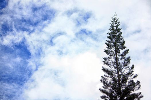 Pine tree standing into the cloudy blu sky
