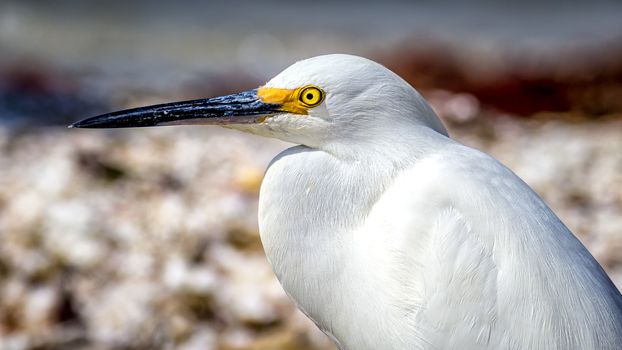 Egret Profile on Florida Beach, Color Image, Day