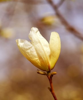 Blossom flower over nature background