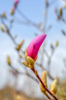 blossom Magnolia flower in nature. Pink bud