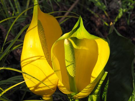 Skunk cabbage seed head