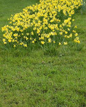 Daffodils on grass