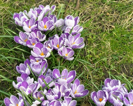 Spring crocus flowers