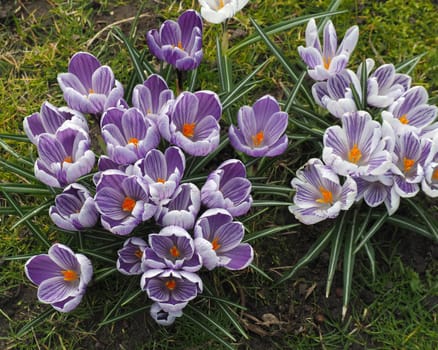 Spring crocus flowers