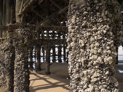 Pier supports with barnacles