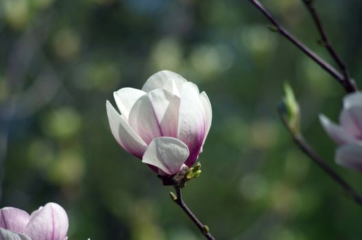 Blossoming of magnolia flowers in spring time