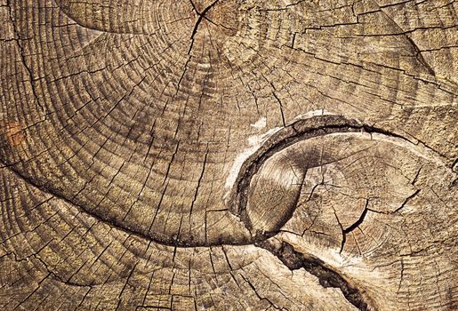 abstract background or texture growth rings sawing tree stump