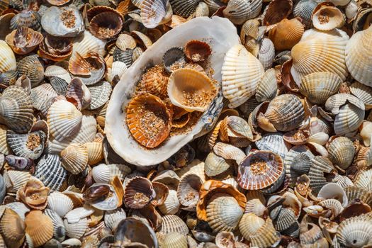 Seashells background. Many sea shells on a beach summer background. Small seashells and sand beach holiday background, summer backdrop. 