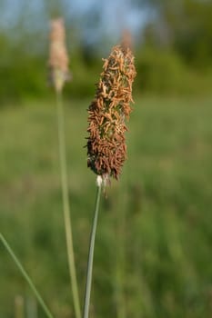 Timothy grass (Phleum pratensis) in the fields weed.