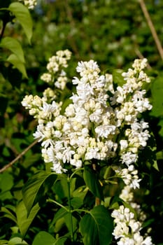 The white lilac flower blooms in the gardens.