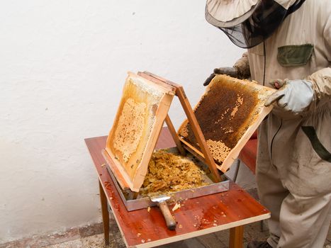 The beekeepers collect honey by the bees.
