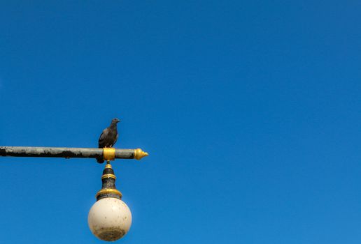 Pigeons on lamp post