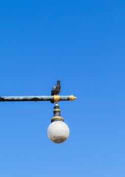 Pigeons on lamp post