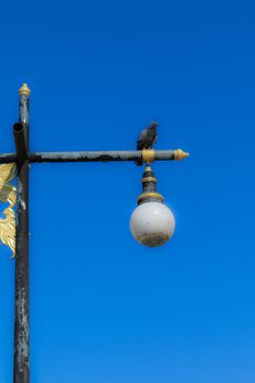 Pigeons on lamp post