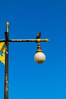 Pigeons on lamp post