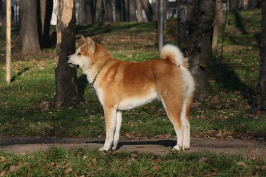 Beautiful Akita Inu proudly posing in  public park