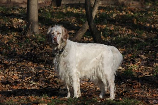 Beautiful and proud  English setter posing in the forest