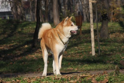 Beautiful Akita Inu proudly posing in  public park