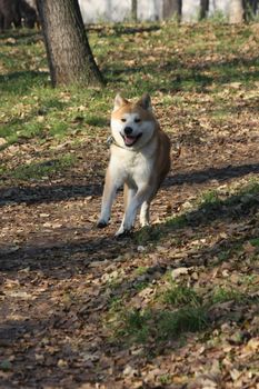 Beautiful Akita Inu happily running  in  public park