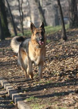 Beautiful German Shepherd  proudly walking  in public park