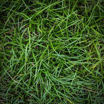 Fresh green grass top view with for background