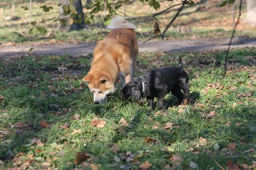 Akita Inu and Cocker Spaniel snuffling together in public park