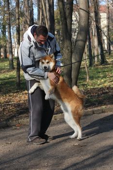 Joyful and happy Akita Inu meeting its friend in public park