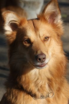 Portrait of beautiful redheaded mongrel dog 