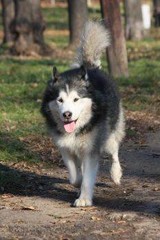  Beautiful  aged Alaskan Malamute proudly walking in the forest