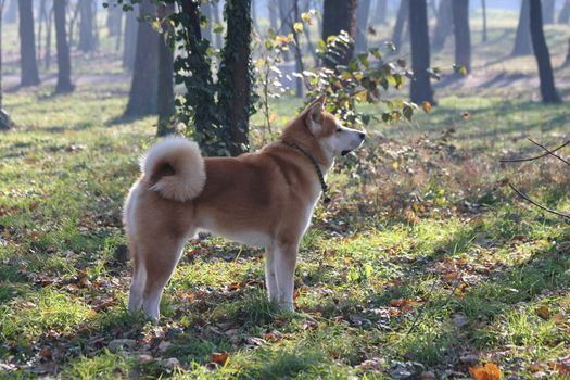 Beautiful Akita Inu proudly posing in the forest of public park