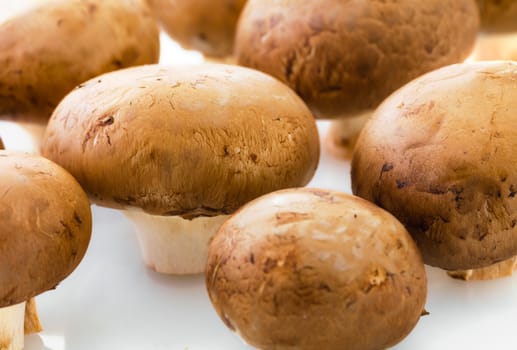 the natural raw champignons on a white background