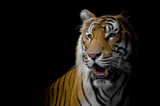 close up face tiger isolated on black background