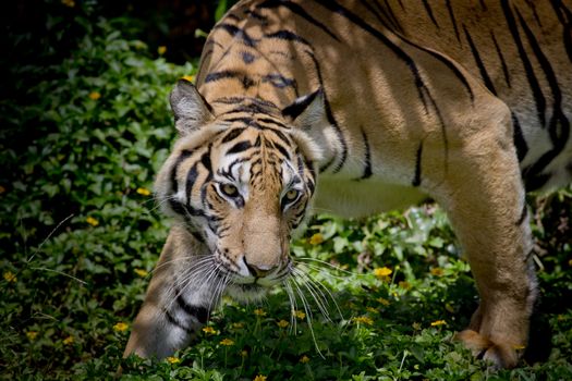 Black and White Tiger looking his prey and ready to catch it.