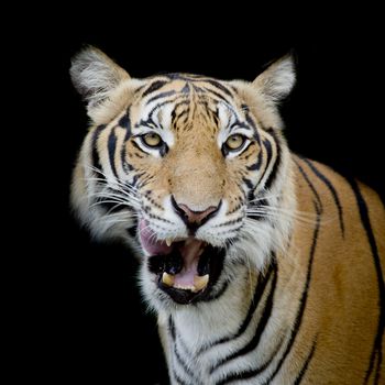 Black and White Tiger looking his prey and ready to catch it.