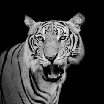 Black and White Tiger looking his prey and ready to catch it.