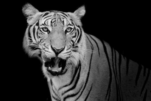 Black and White Tiger looking his prey and ready to catch it.