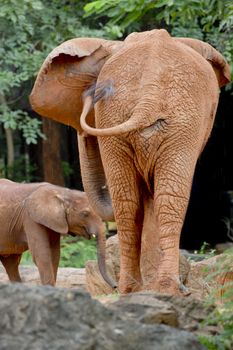 Two elephants form back side