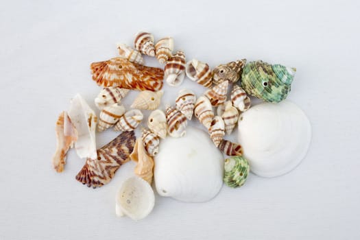 Sea Shells Decoration on white background