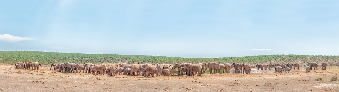 More than 200 elephants waiting in family groups to drink at a dam