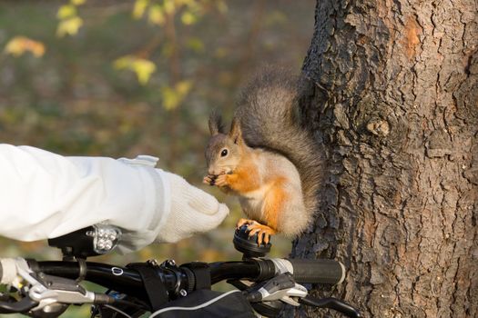 the photograph shows a squirrel on a tree