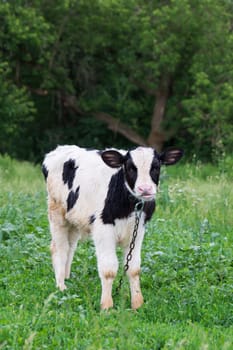 The photo depicted a calf in a meadow