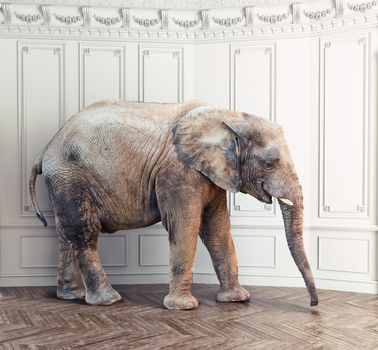 an elephant  in the room near white wall. Creative concept