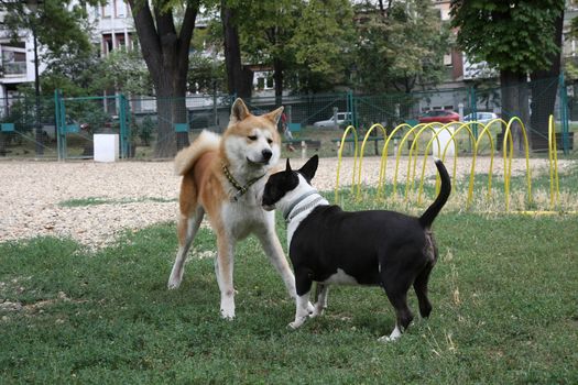 Bull Terrier and Akita Inu loitering in dog park