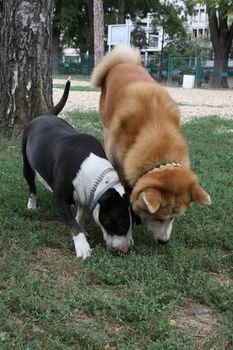 Bull Terrier and Akita Inu loitering in dog park