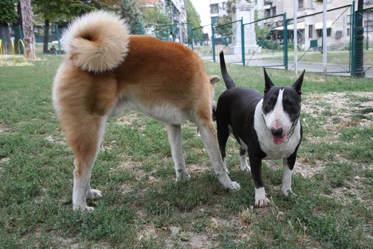 Bull Terrier and Akita Inu loitering in dog park
